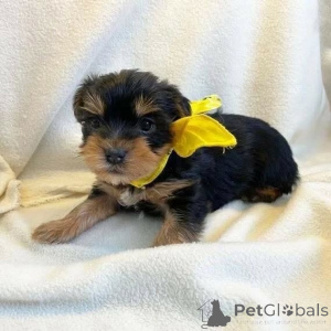 Photo №2 de l'annonce № 163020 de la vente yorkshire terrier - acheter à Allemagne annonce privée, de l'abri