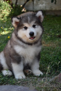 Photo №1. malamute de l'alaska - à vendre en ville de Šid | négocié | Annonce №176289
