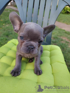 Photo №3. A vendre adorables chiots bouledogues français mâles. Hongrie