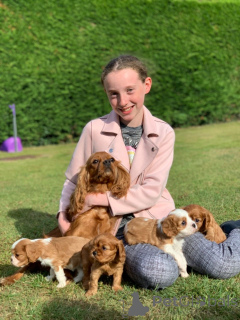 Photo №4. Je vais vendre cavalier king charles spaniel en ville de Kufstein. annonce privée, éleveur - prix - 1000€