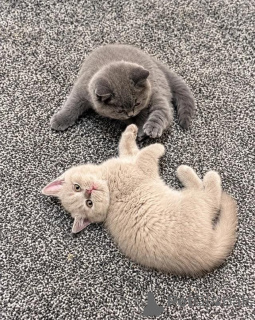 Photo №1. british shorthair - à vendre en ville de Lustenau | 500€ | Annonce № 178554