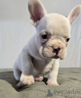 Photo №4. Je vais vendre bouledogue en ville de Alberville. annonce privée - prix - Gratuit