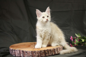 Photo №1. maine coon - à vendre en ville de Nizhny Novgorod | 568€ | Annonce № 3259