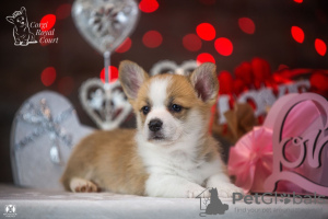 Photos supplémentaires: A vendre très beau chiot corgi gallois pembroke