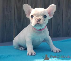 Photo №3. Adorable French Bulldog Puppies. Allemagne