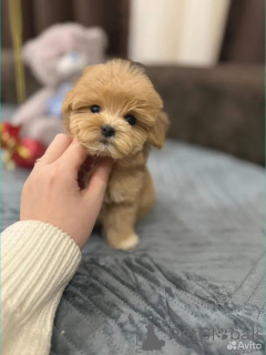 Photo №2 de l'annonce № 162527 de la vente maltipu - acheter à Allemagne éleveur