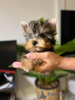 Photo №1. yorkshire terrier - à vendre en ville de Arrondissement de Berchtesgaden-Campagne | négocié | Annonce №166401