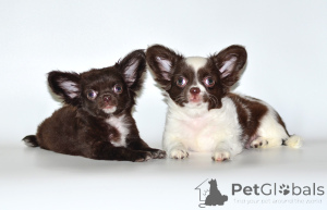 Photo №1. chihuahua - à vendre en ville de Москва | négocié | Annonce №139142