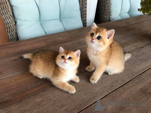 Photo №1. british shorthair - à vendre en ville de Dudedorf | 350€ | Annonce № 172303