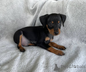 Photo №1. pinscher miniature - à vendre en ville de Augsbourg | 242€ | Annonce №156399