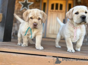 Photo №2 de l'annonce № 160968 de la vente  - acheter à La Grande-Bretagne éleveur