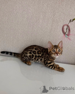 Photo №3. Chaton du Bengale ludique, mini-léopard tacheté prêt pour l'aventure. Suède