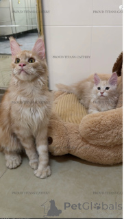 Photo №1. maine coon - à vendre en ville de Al Ain | négocié | Annonce № 143463