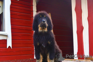 Photo №2 de l'annonce № 11932 de la vente dogue du tibet - acheter à Biélorussie annonce privée