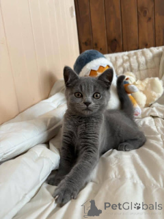 Photo №3. Chatons British Shorthair, Business WhatsApp447400576553. La finlande