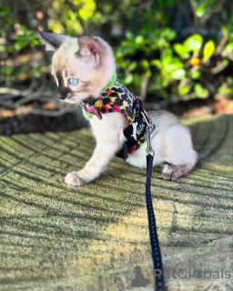 Photo №3. Chatons bengaux sains disponibles pour adoption. Allemagne