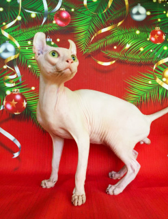 Photos supplémentaires: Elevage de chat blanc elfe