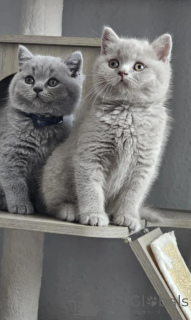 Photo №1. british shorthair - à vendre en ville de Radstadt | négocié | Annonce № 167430