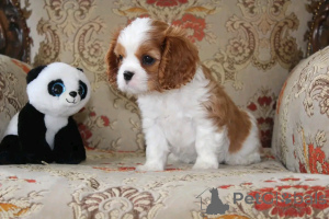 Photo №3. Cavalier King Charles Spaniel Puppies pour adoption. USA