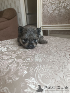 Photo №2 de l'annonce № 36887 de la vente spitz allemand, spitz nain - acheter à Fédération de Russie éleveur