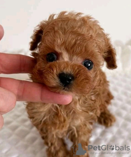 Photo №2 de l'annonce № 133705 de la vente  - acheter à USA 