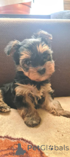 Photo №3. York Terrier Girl. Pologne