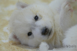 Photos supplémentaires: Chiots Husky Sibérien