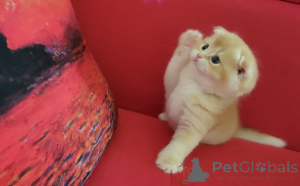 Photo №3. Chaton mâle écossais pli. USA