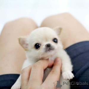 Photo №2 de l'annonce № 162888 de la vente chihuahua - acheter à L'Autriche éleveur