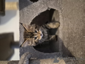 Photo №3. Maine Coon polydacte (4*6). Allemagne