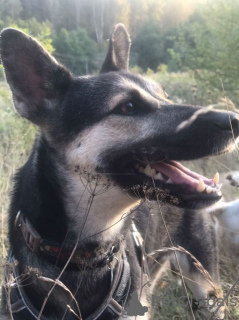 Photos supplémentaires: Emmochka est une jeune chienne frémissante qui aime le monde entier.