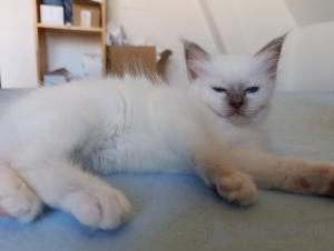 Photo №2 de l'annonce № 172025 de la vente sacré de birmanie - acheter à Belgique 
