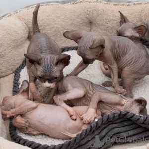 Photo №4. Je vais vendre sphynx en ville de Лумийоки. annonce privée - prix - 430€