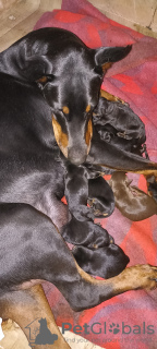Photo №3. Chiots doberman de haute qualité. Fédération de Russie