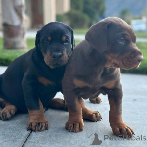 Photo №4. Je vais vendre dobermann en ville de Mexique. annonce privée - prix - 727€