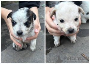 Photo №1. chien bâtard - à vendre en ville de Москва | Gratuit | Annonce №122058