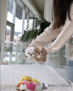 Photo №2 de l'annonce № 137462 de la vente caniche (jouet) - acheter à La Grande-Bretagne éleveur