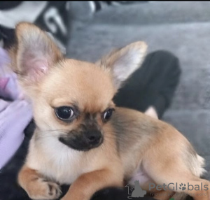 Photo №1. chihuahua - à vendre en ville de Bucharest | négocié | Annonce №47287