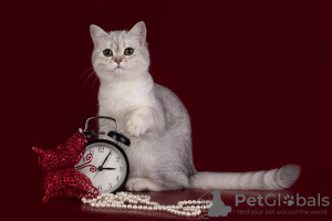 Photos supplémentaires: Chinchilla argenté Scottish Fold