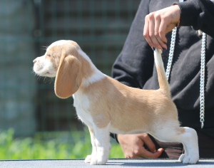 Photo №2 de l'annonce № 2898 de la vente beagle - acheter à Biélorussie de la fourrière