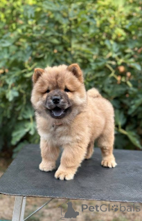 Photo №1. chow-chow - à vendre en ville de Šid | négocié | Annonce №175478