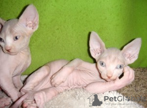 Photo №1. sphynx - à vendre en ville de Milan | négocié | Annonce № 95733