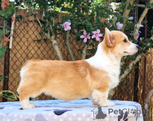 Photo №2 de l'annonce № 118255 de la vente welsh corgi - acheter à Serbie éleveur