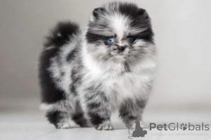 Photo №4. Je vais vendre  en ville de Ohio. éleveur - prix - négocié