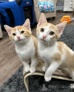 Photo №2 de l'annonce № 150629 de la vente chat de gouttière - acheter à Allemagne de l'abri, éleveur