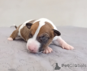 Photo №1. bull terrier - à vendre en ville de Poznan | négocié | Annonce №160818