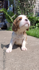Photo №3. Puppies de race pure Cavalier-King-Chalz-Spaniel.. La Lettonie