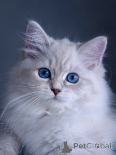 Photo №3. Chats Sibériens à Adopter Ludiques et Affectueux. Suède