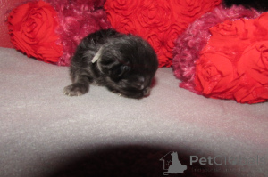 Photo №2 de l'annonce № 146694 de la vente ragdoll - acheter à USA éleveur