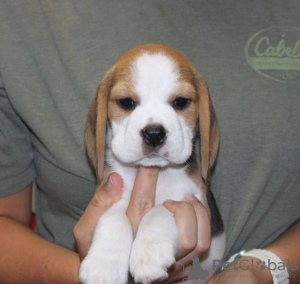 Photo №4. Je vais vendre beagle en ville de Nuremberg. annonce privée - prix - 331€